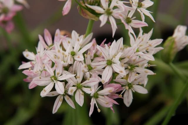 Allium 'Caméléon'