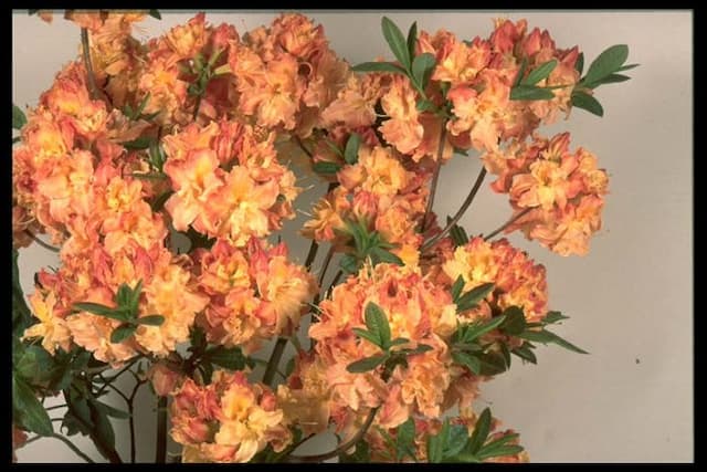 Rhododendron 'Drury Lane'