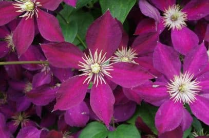 Clematis 'Mikelite'