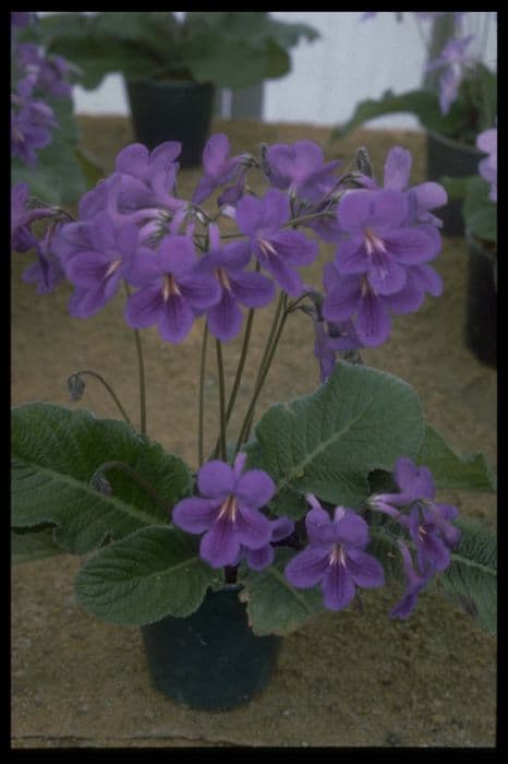 Cape primrose 'Paula'