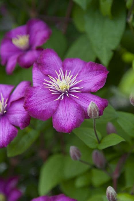 clematis 'Ville de Lyon'