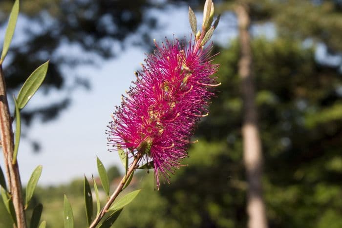 bottlebrush 'Mauve Mist'