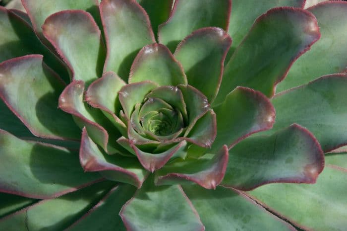 El Hierro giant houseleek