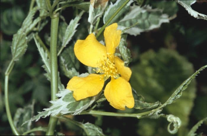 Japanese rose 'Picta'