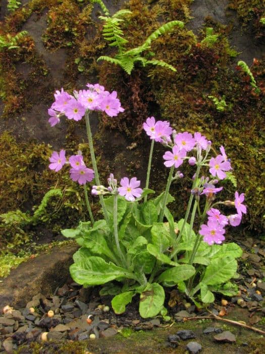 leafy primrose