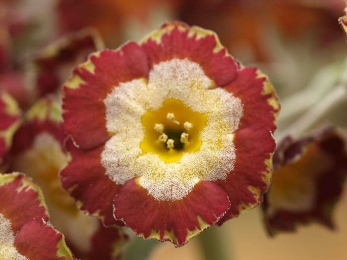 auricula 'Rajah'