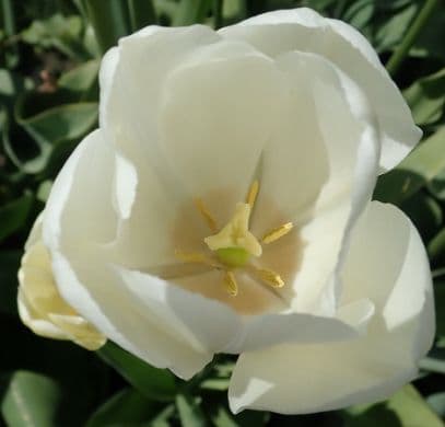 tulip 'Maureen'