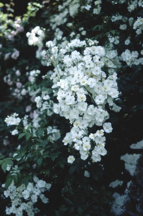 rose 'Rambling Rector'