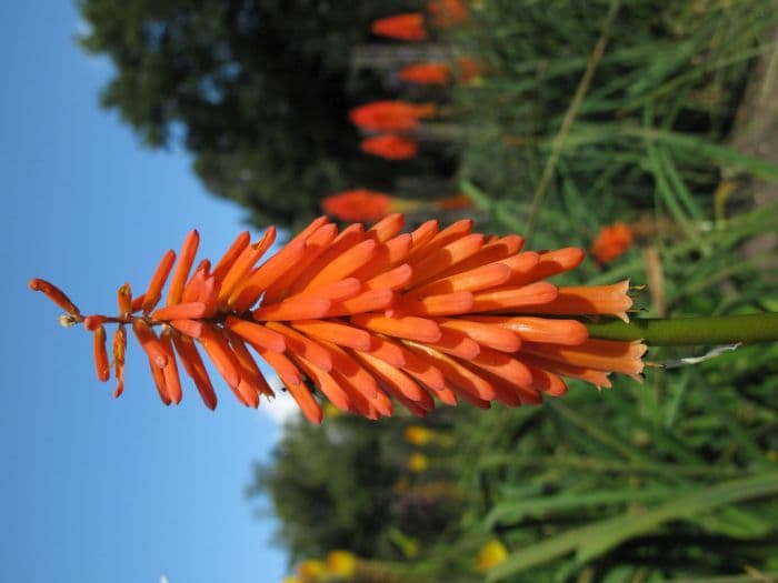 red-hot poker 'Penny Rockets'