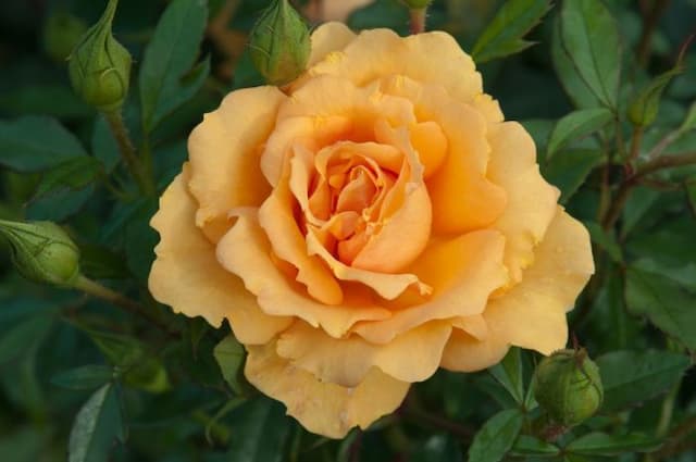 Rose [Golden Beauty]