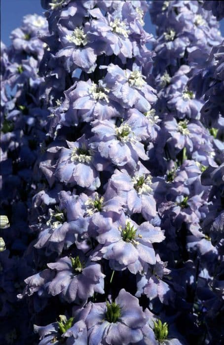 delphinium 'Spindrift'