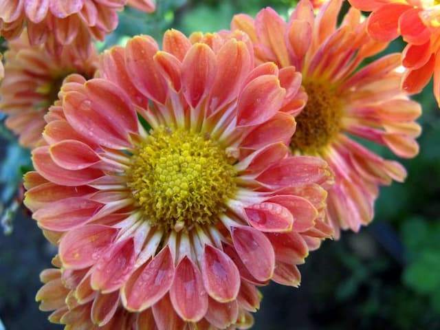 Chrysanthemum 'Little Dorrit'