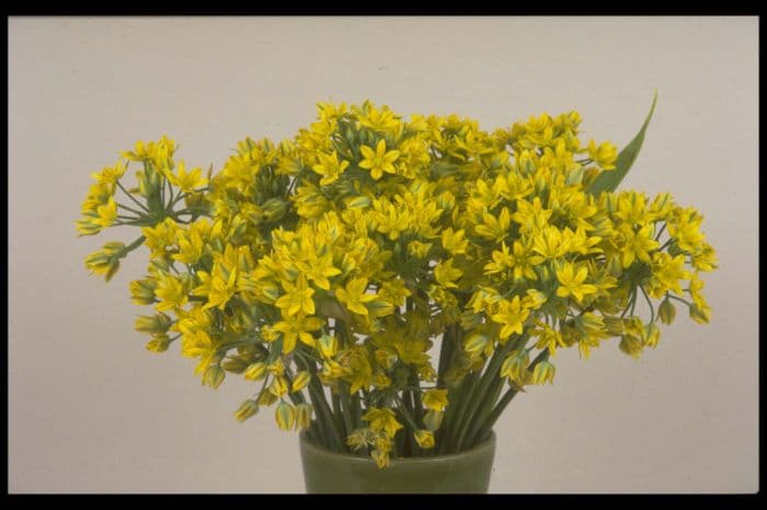 yellow garlic 'Jeannine'
