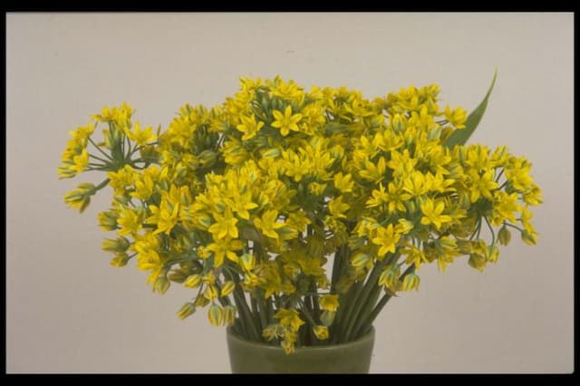 Yellow garlic 'Jeannine'