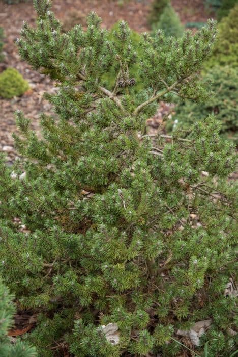 dwarf mountain pine 'Kissen'