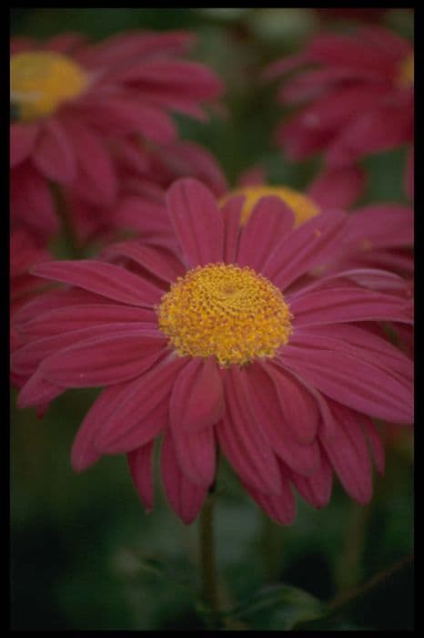 chrysanthemum 'Mancetta Jupiter'