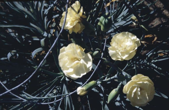 border carnation 'Golden Cross'