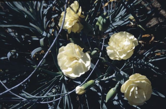 Border carnation 'Golden Cross'