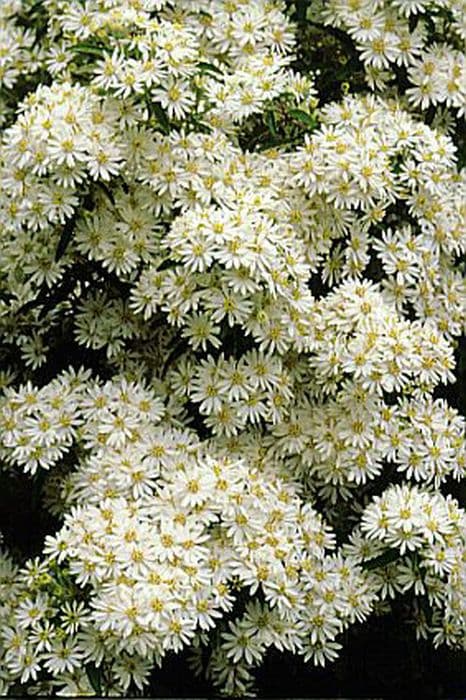 Scilly daisy bush