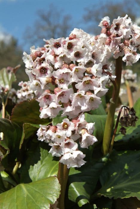 elephant's ears 'Frau Holle'