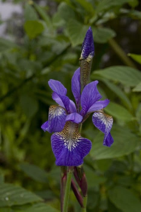 Siberian iris 'Tropic Night'