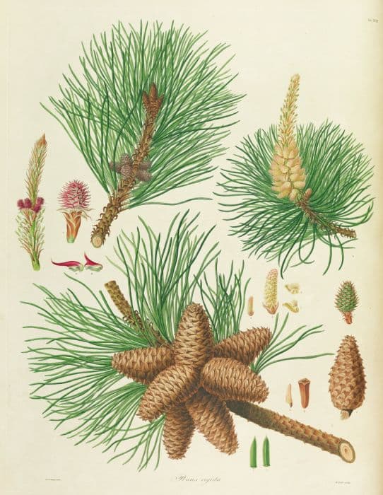 Pitch pine