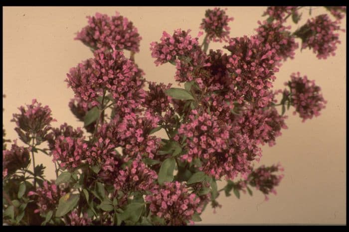 oregano 'Herrenhausen'