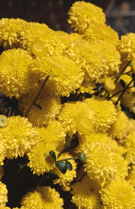 chrysanthemum 'Pennine Goal'