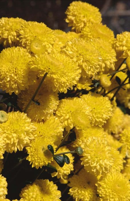 Chrysanthemum 'Pennine Goal'
