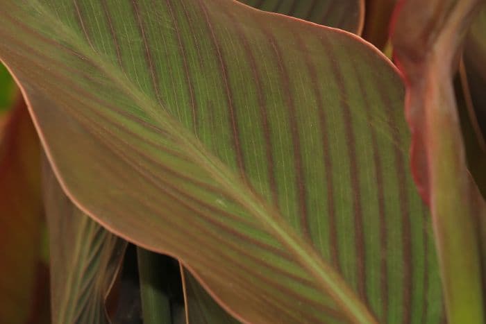 canna 'E. Neubert'