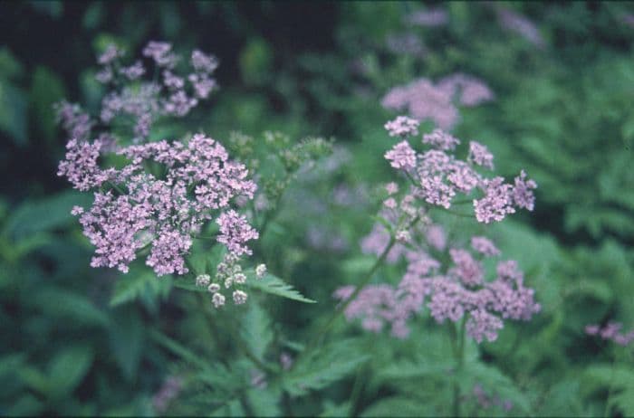 hairy chervil 'Roseum'