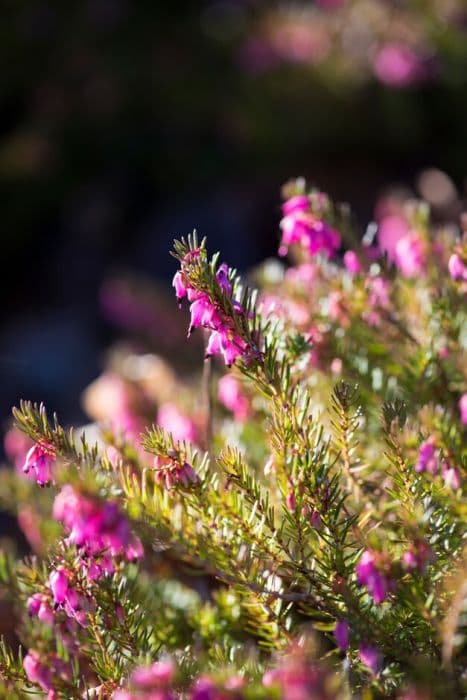 heather 'Rubinette'