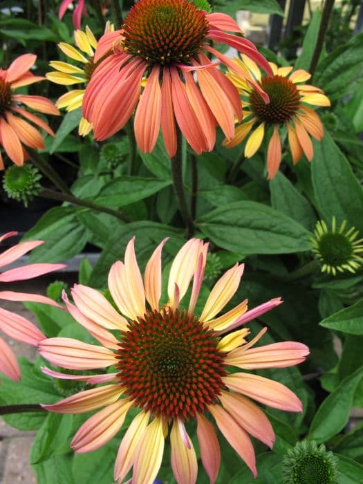 coneflower 'Summer Cocktail'