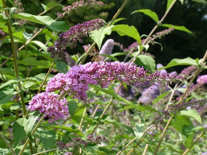 butterfly bush 'Pink Pearl'