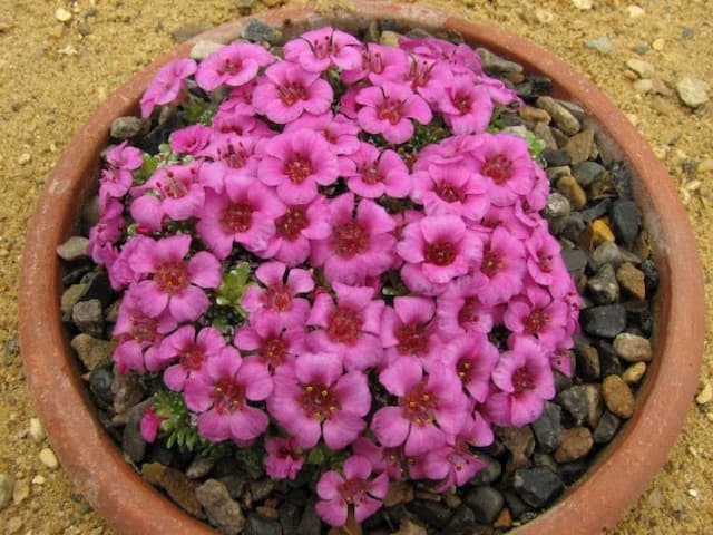 Saxifrage 'Paul Rubens'