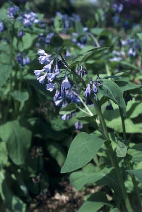 Virginian bluebells