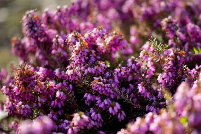 heather 'Furzey'