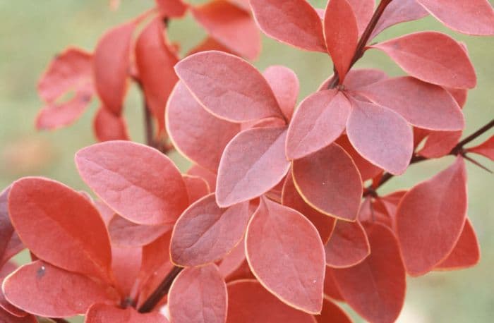 Japanese barberry 'Golden Ring'