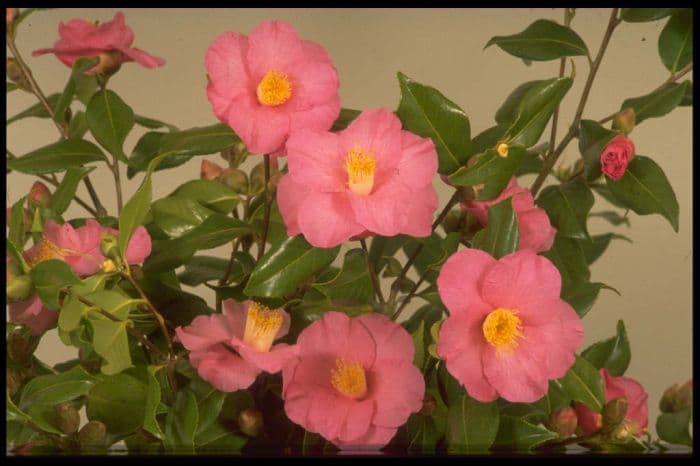 camellia 'Muskoka'