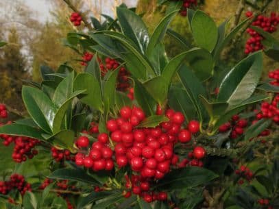 holly 'James G. Esson'