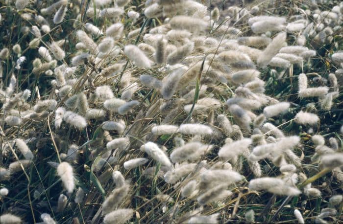 hare's tail grass