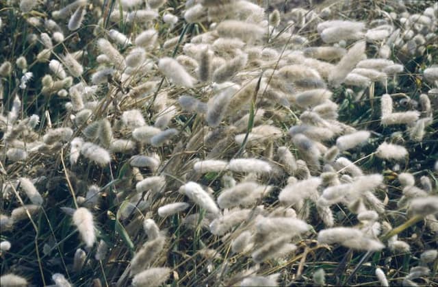 Hare's tail grass