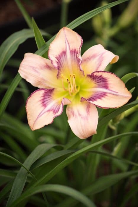 daylily 'Womanizer'