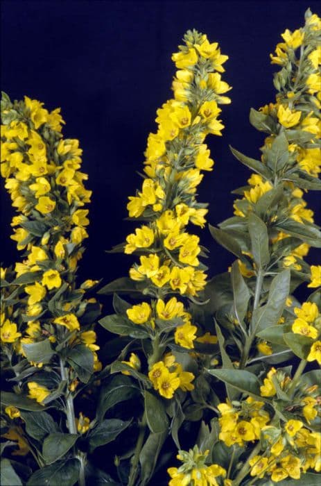 Dotted loosestrife