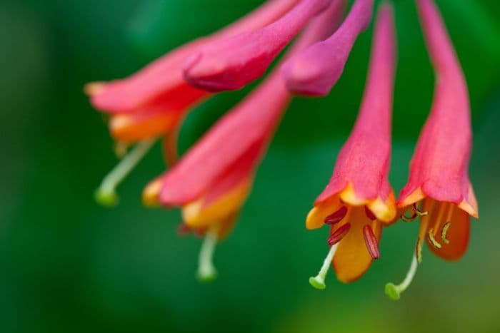 honeysuckle 'Dropmore Scarlet'