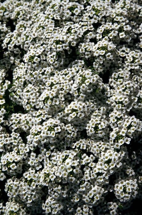 sweet alyssum 'Snowdrift'