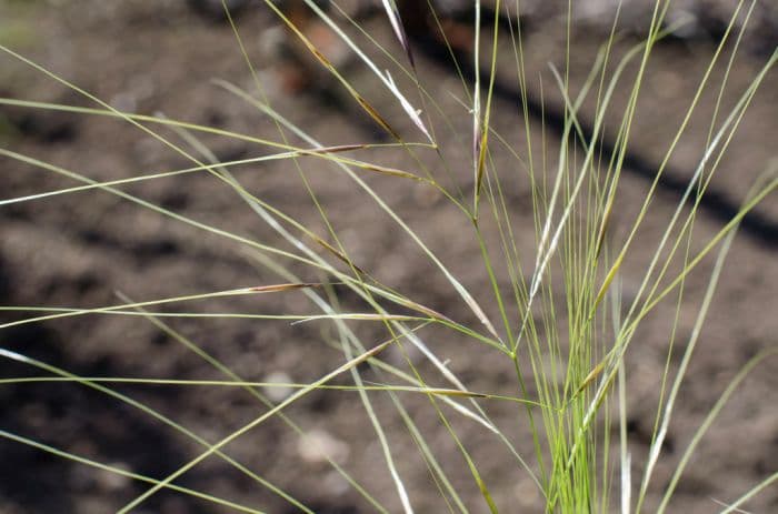 very slender feather grass