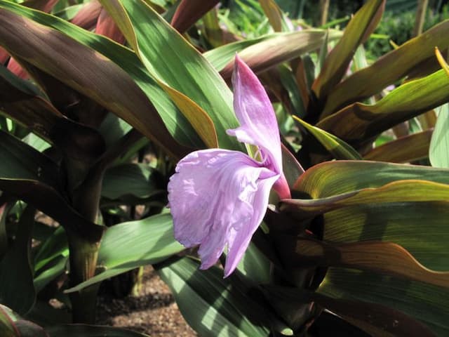 Purple roscoea 'Brown Peacock'