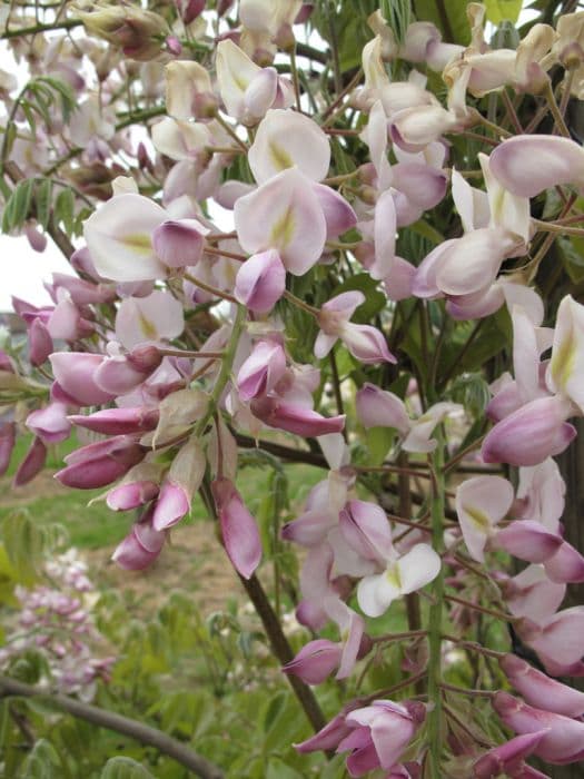 silky wisteria 'Showa-beni'