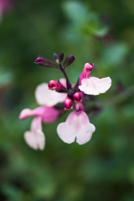 autumn sage 'Strawberries and Cream'